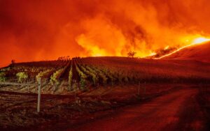 Kingdom Bulletin #17 - You have burned down the vineyard