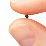The Tiniest of All the Seeds